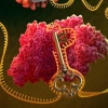RNA 유전자 가위로 코로나19 바이러스 숨통 끊는다