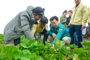 1000㎜ 물폭탄에… 제주 보리도 단호박도 피해 속출