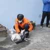 불난 아파트 문 열어보니…‘개·고양이 20마리’ 쓰러져 있었다