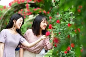 중랑장미공원, 천만송이 장미 대향연