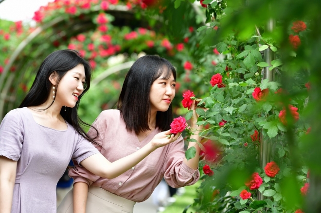 2019년 서울 중랑구에서 열린 서울장미축제를 찾은 관람객들이 축제를 즐기고 있다. 중랑구 제공