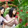 중랑장미공원, 천만송이 장미 대향연
