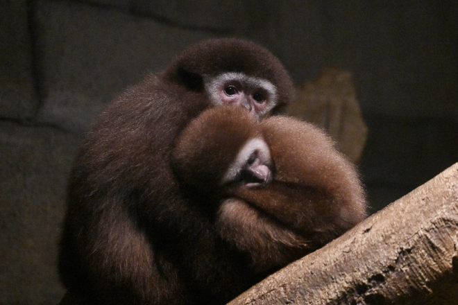 실내 동물원 유리벽 속 긴팔원숭이가 어린 원숭이를 껴안고 있다.