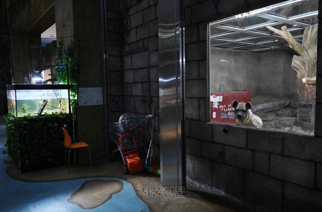‘초원의 청소부’라 불리는 하이에나가 유리벽 속에서 관람객들이 주는 먹이를 기다리고 있다.