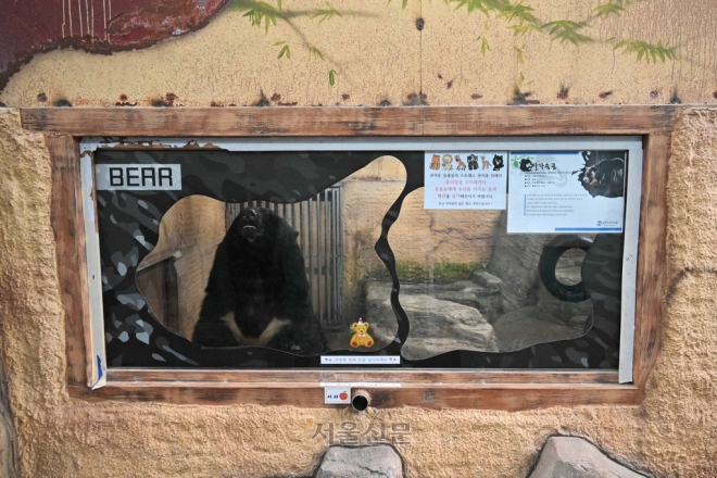 대전의 한 실내 동물원에 있는 반달가슴곰이 원룸 정도 크기 공간에서 지내고 있다.