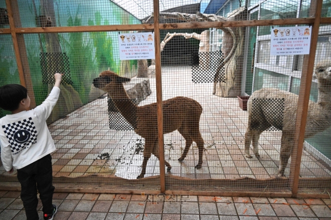 대전의 한 실내 동물원에 있는 알파카들 주변에 배설물들과 먹이 체험용 당근들이 방치돼 있다.