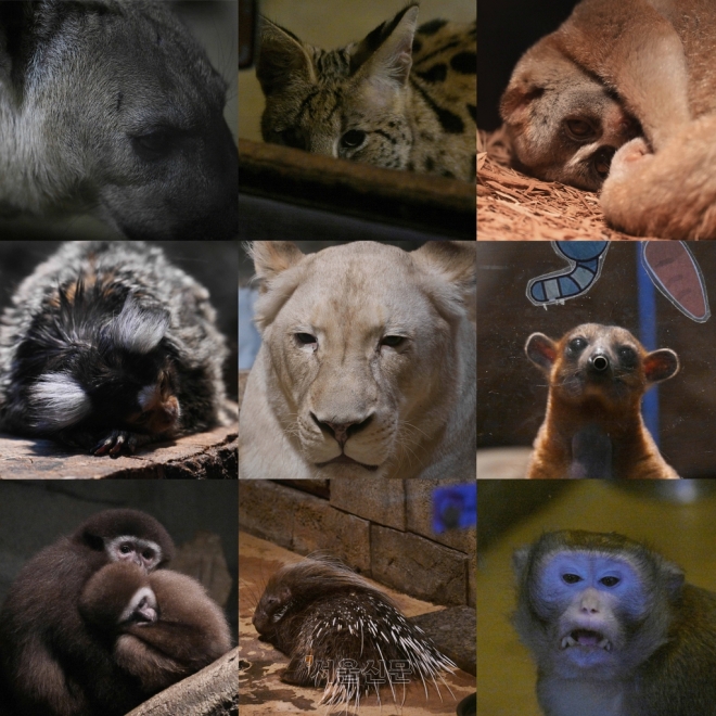 실내 동물원에 살고 있는 동물들. 첫 번째 줄 좌측부터 하이에나, 서벌, 슬로 로리스. 두 번째 줄 좌측부터 마모셋 원숭이, 백사자, 킨카주. 세 번째줄 좌측부터 긴팔원숭이, 호저, 히말라야 원숭이.