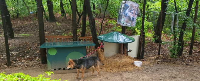 강아지가 짧아 보이는 빨간 목줄로 묶여 있다. 온라인 커뮤니티 캡처