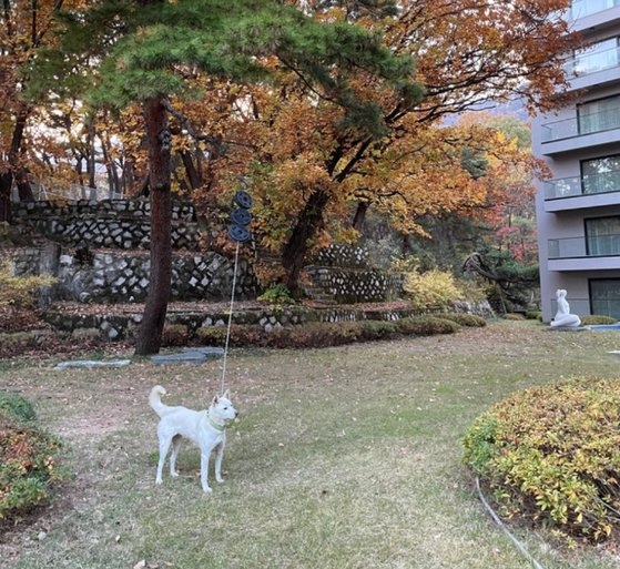 일부 누리꾼들은 ″호텔 산책로에 묶여 있는 백구도 있었다″며 ″백구의 행방도 밝히라″고 요구했다. 사진은 한 누리꾼이 올린 백구의 모습.  온라인 커뮤니티 캡처.