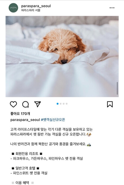 파라스파라 서울이 인스타그램에 홍보한 ‘펫 객실 오픈’ 홍보 글. 현재 해당 게시글은 삭제된 상태다. 온라인 커뮤니티 캡처