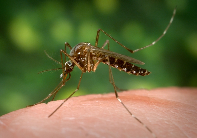 기후변화로 모기 서식지가 늘면서 모기매개감염병 환자가 증가하고 있다.  미국국립보건원(NIH) 제공