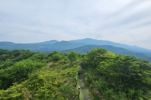 ‘우리에게 너무한’ 세상 잊게 하는… 숫모르 편백숲길은 당신을 위한 길[강동삼의 벅차오름]