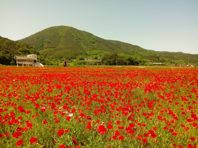 꽃양귀비 축제가 열리는 경남 하동군 북천면 직전리 꽃단지 축제장. 하동군 제공