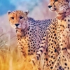 수컷 2마리 난폭한 ‘합동 짝짓기’ 암컷의 죽음…인도 멸종 치타 복원 잡음