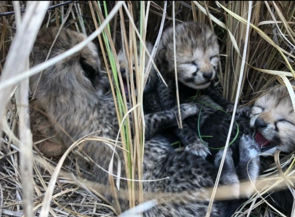 2022년 나미비아에서 인도로 공수된 암컷 치타가 낳은 새끼 4마리. 1952년 인도에서 치타 멸종이 선언된 이후 야생에서 새끼가 태어난 것은 70년 만에 처음이다. 2023.3.28 쿠노국립공원