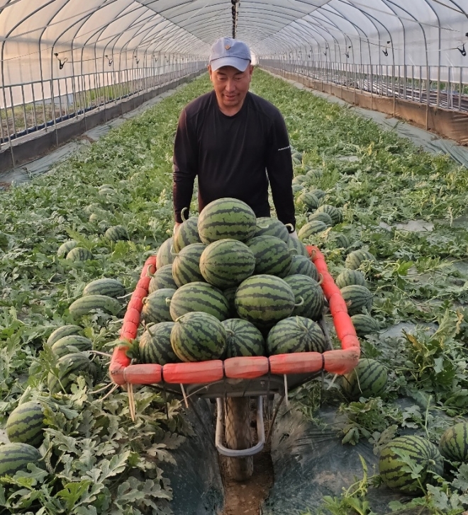 충남 논산에 위치한 수박 농가에서 수박을 수확해 이동하고 있는 모습. 롯데마트 제공