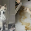“임신한 여성이 한 생명을 짓밟았다”…배설물 옆에서 숨진 반려견