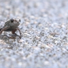 [포착] 새끼 두꺼비 수만 마리 대이동 시작