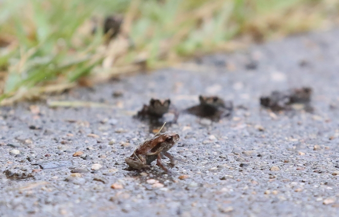 옹기종기 새끼 두꺼비