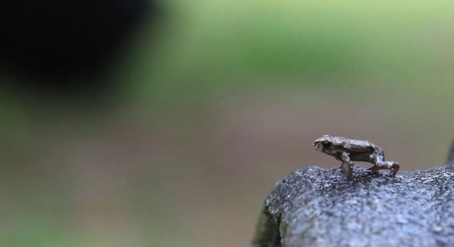귀요미 새끼 두꺼비