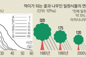 꿀벌들 집단 폐사 막으려면 여의도 1034배 ‘밀원숲’ 필요