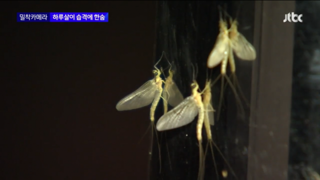 동양하루살이가 최근 서울 밤거리에 대규모로 출몰해 시민들이 불편을 겪고 있다. JTBC 보도화면 캡처