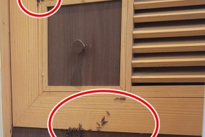 “액자 들추니 후두둑” 충남 아산서도 ‘흰개미’ 출몰