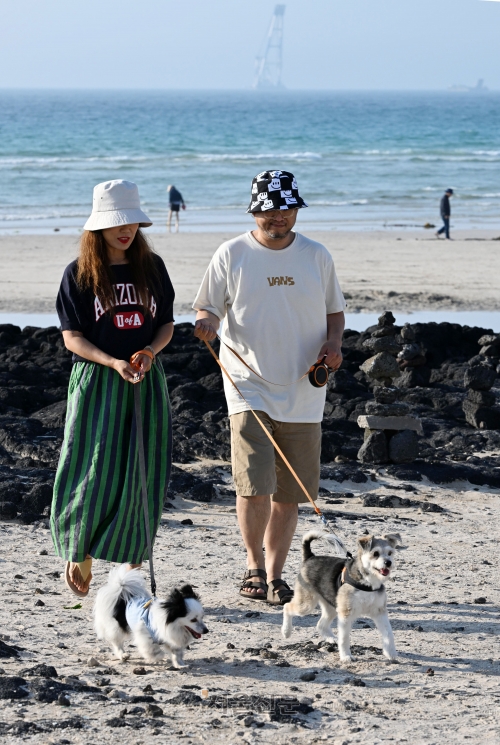 ‘댕댕이 전세기’ 타고 제주 왔어요
