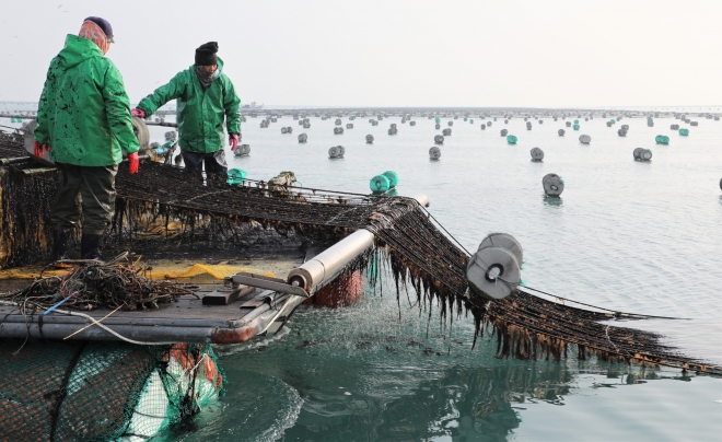 전남지역 물김 양식 어민들이 양식장에서 물김을 채취하고 있다.