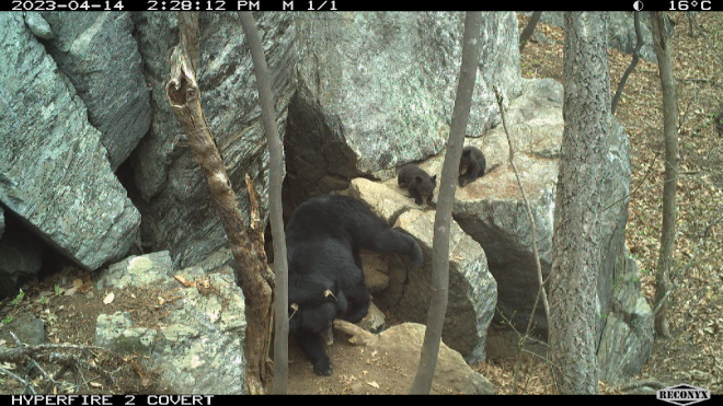 반달가슴곰이 ‘동면’을 끝내고 활동에 나서면서 지리산에 ‘곰 주의보’가 내려졌다. 사진은 지리산에 서식하는 KF99. 국립공원공단