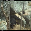 기지개 켠 반달가슴곰…지리산에서는 ‘탐방로’만 이용