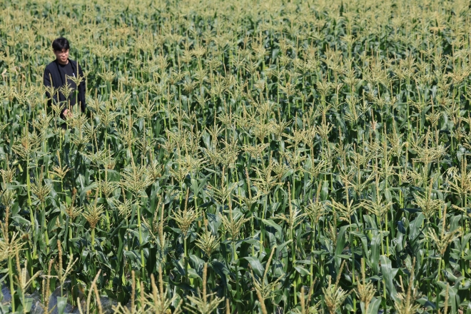 “여름아 반갑다”… 수확 앞둔 초당옥수수