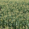 “여름아 반갑다”… 수확 앞둔 초당옥수수