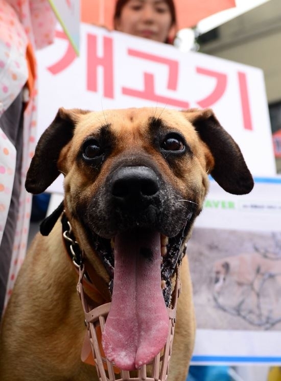 ‘개고기를 반대하는 친구들’ 회원이 서울 종로구 북인사마당에서 초복을 앞두고 개 식용 반대를 촉구하며 행진을 하고 있다. 뉴시스