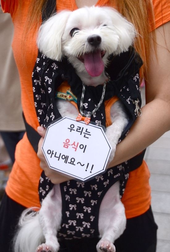 ‘개고기를 반대하는 친구들’ 회원이 서울 종로구 북인사마당에서 초복을 앞두고 개 식용 반대를 촉구하며 행진을 하고 있다. 뉴시스