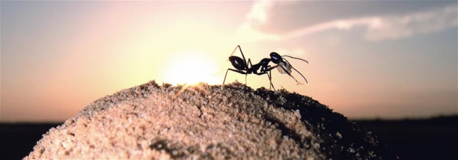 사막 개미는 허허벌판에서 집을 찾기 위해 개미집 입구를 크고 화려하게 장식하는 경향이 있다는 사실이 밝혀졌다. 독일 막스플랑크 화학생태학연구소 제공