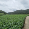전남지역, 벼 대체 작물 전환 42% 전국 최다 기록
