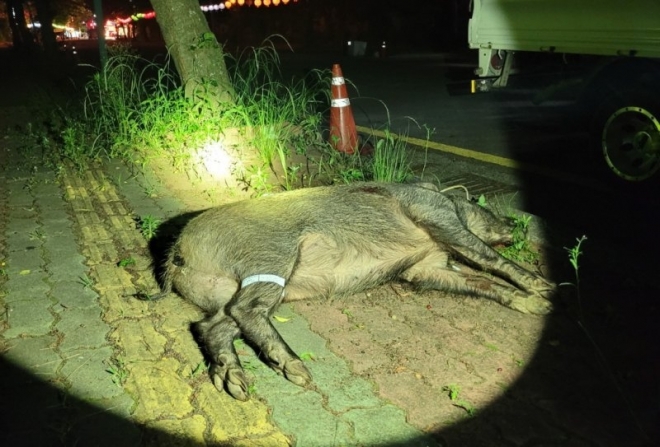 지난달 23일 울산 남구 옥동 정토사 인근에서 포획된 야생 멧돼지. 뉴시스