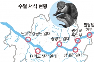 멸종위기 수달 15마리 서울 한강살이…서식지 살리고 하천…
