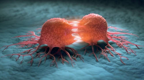 암세포는 정상세포와 달리 무한 증식을 하는 특징을 갖고 있다.   미국 시카고대 의대 제공