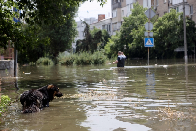 7일(현지시간) 카호우카 댐 폭파로 홍수가 난 우크라이나 남부 헤르손의 침수 지역에서 개 한 마리가 물속을 걷고 있다. 헤르손 AFP 연합뉴스