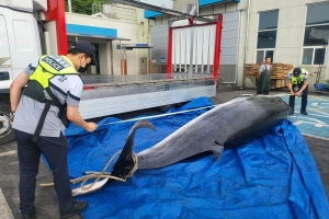 5700만원짜리 ‘바다 로또’ 밍크고래 또 잡혀…금속탐지기로 판별