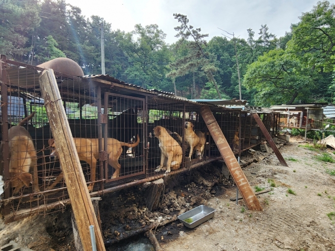 10일 오전 충남 천안시 서북구의 한 농장에서 60여마리의 개들이 뜬 장에 갇혀 있다. 독자 제공