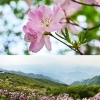치마처럼 휘날리는 연분홍 꽃물결…소백산 국립공원 철쭉 산행
