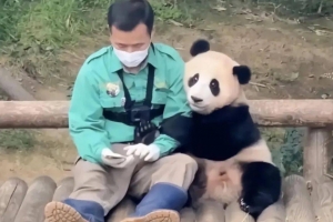 “韓서 태어난 푸바오 꼭 돌아와야 하나요” 中 누리꾼 관심 급증