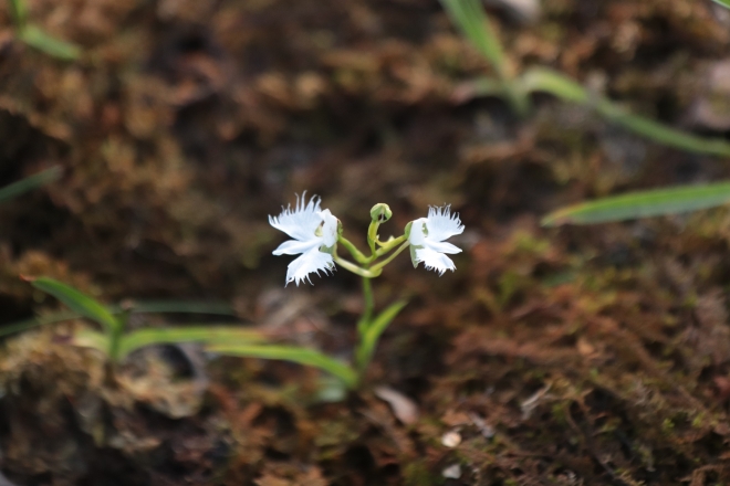 해오라비난초 사진. 수원시 제공