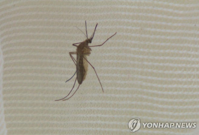 일본뇌염 매개체 ‘작은빨간집모기’.  연합뉴스