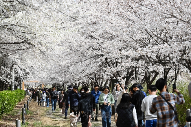 서울 송파구 장지천 벚꽃길을 찾은 시민들(기사와 관련 없음). 2023.3.26. 도준석 기자