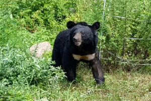 지리산서 김천까지 이동한 반달가슴곰 ‘오삼이’ 경북 상주서 폐사