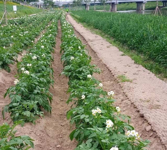 안양천 농촌풍경길 감자밭 전경. 금천구 제공